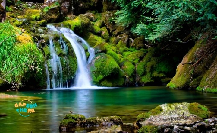 Nature Captions for Forest Lovers